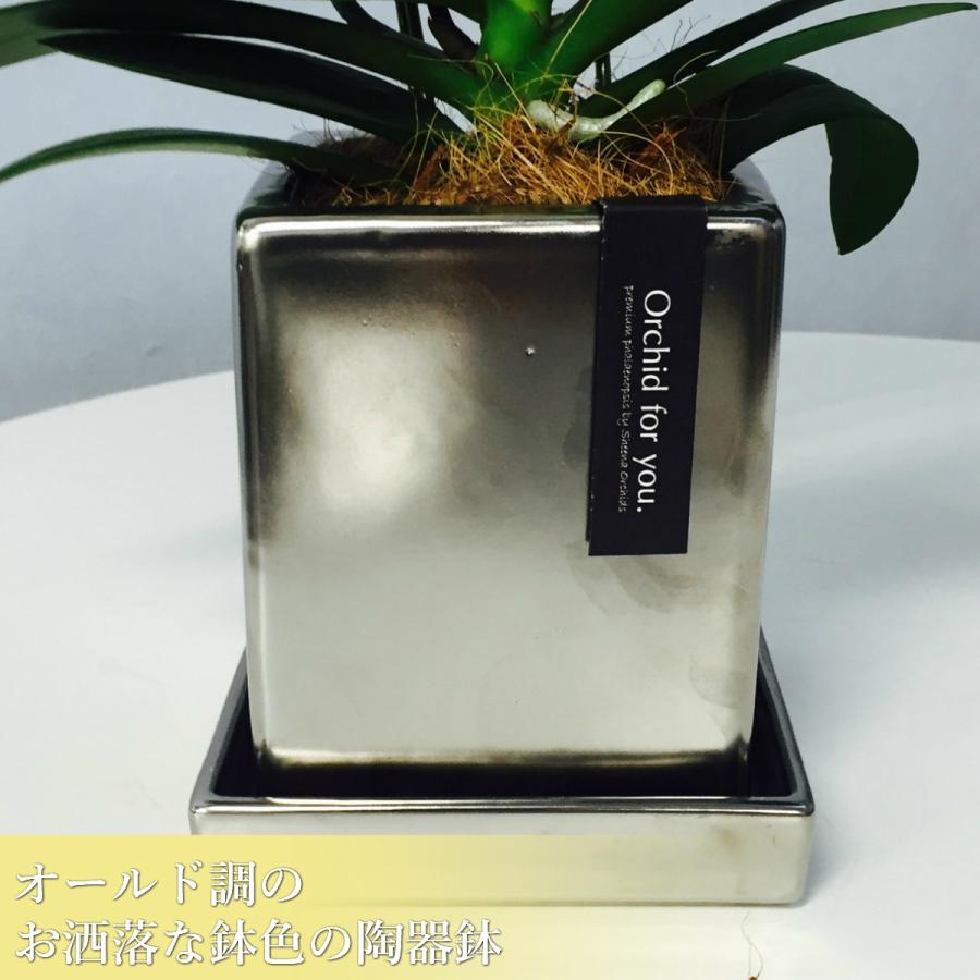 ミディ 胡蝶蘭 2本立 4号 黄色 イエロー クローム鉢 プレゼント ギフト 贈り物 |  | 11