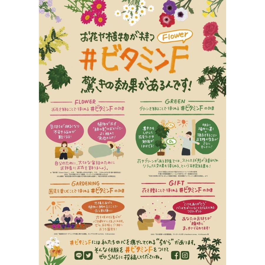 ミディ 胡蝶蘭 2本立 4号 黄色 イエロー クローム鉢 プレゼント ギフト 贈り物 |  | 13