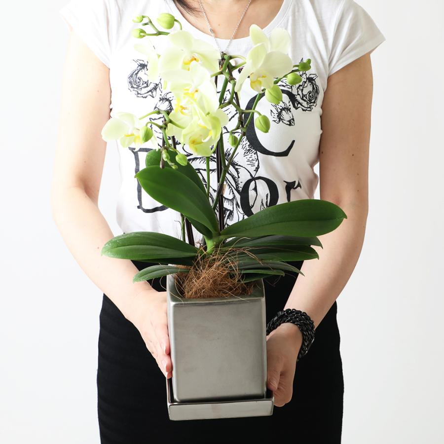 ミディ 胡蝶蘭 2本立 4号 黄色 イエロー クローム鉢 プレゼント ギフト 贈り物 |  | 14