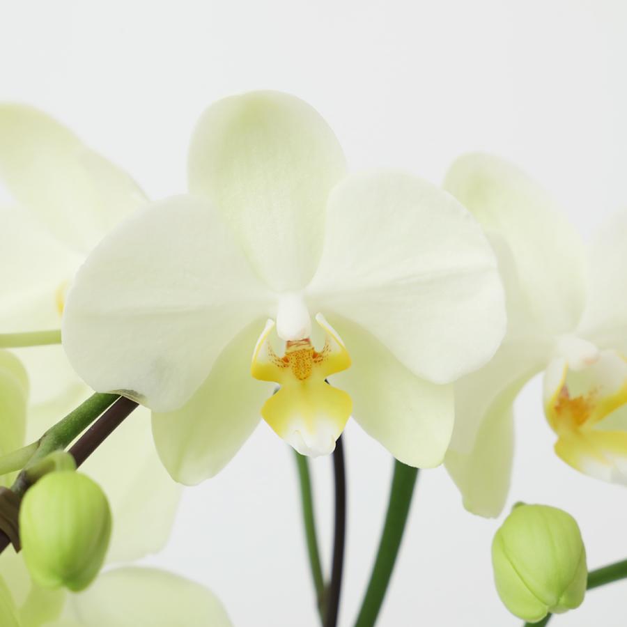 ミディ 胡蝶蘭 2本立 4号 黄色 イエロー クローム鉢 プレゼント ギフト 贈り物 |  | 16