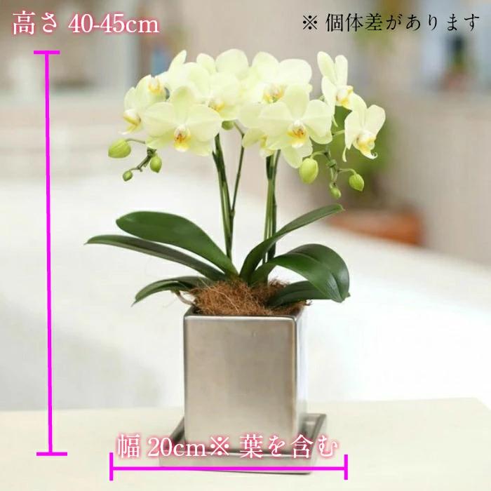 ミディ 胡蝶蘭 2本立 4号 黄色 イエロー クローム鉢 プレゼント ギフト 贈り物 |  | 02