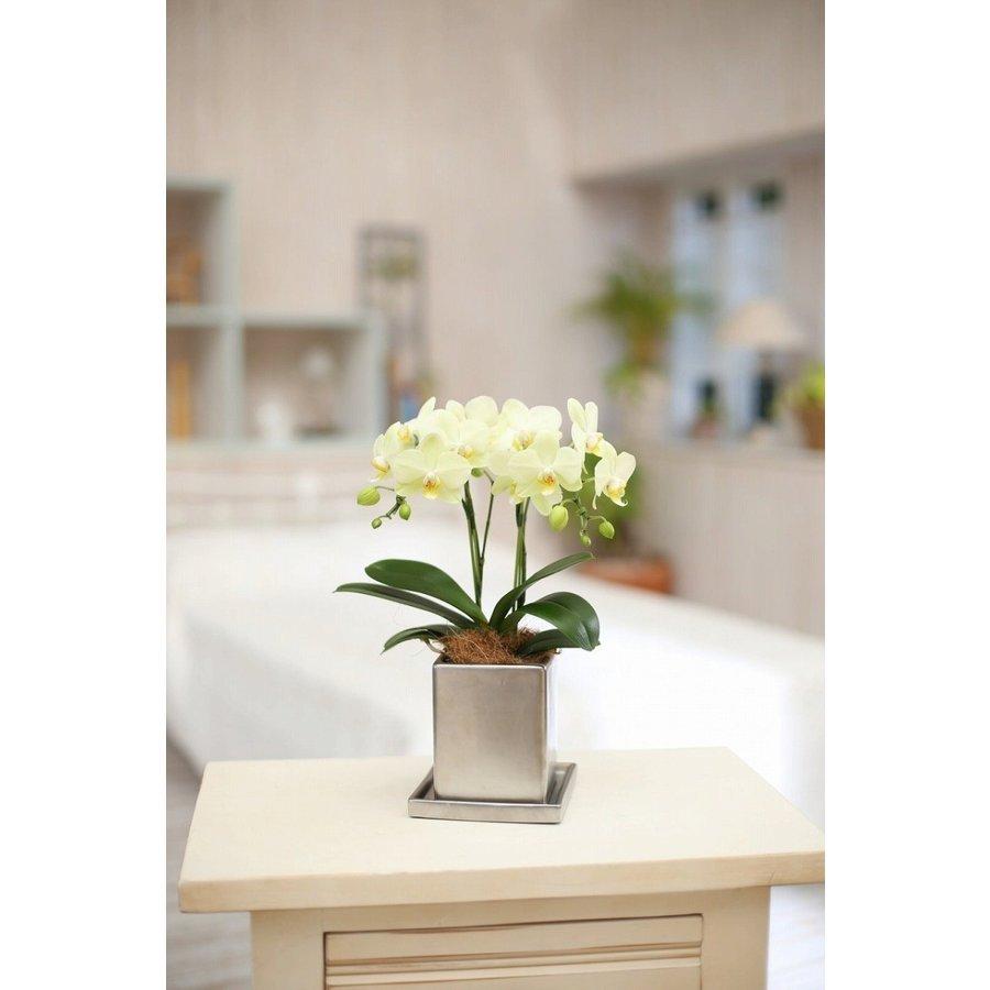 ミディ 胡蝶蘭 2本立 4号 黄色 イエロー クローム鉢 プレゼント ギフト 贈り物 |  | 03