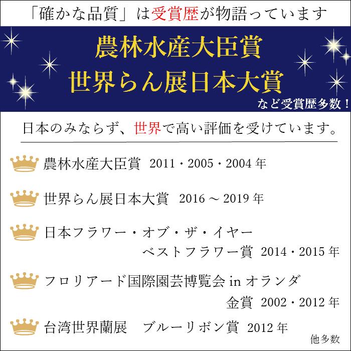 ミディ 胡蝶蘭 2本立 4号 黄色 イエロー クローム鉢 プレゼント ギフト 贈り物 |  | 06