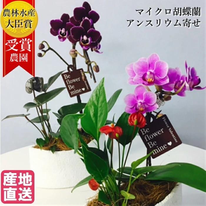 アンスリウム マイクロ 胡蝶蘭 寄せ植え マウント鉢 4号 ピンク/花 鉢植え 花鉢 鉢花 小さめ プレゼント ギフト 贈り物 | 