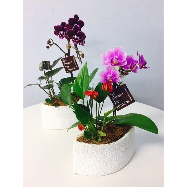 アンスリウム マイクロ 胡蝶蘭 寄せ植え マウント鉢 4号 ピンク/花 鉢植え 花鉢 鉢花 小さめ プレゼント ギフト 贈り物 |  | 01