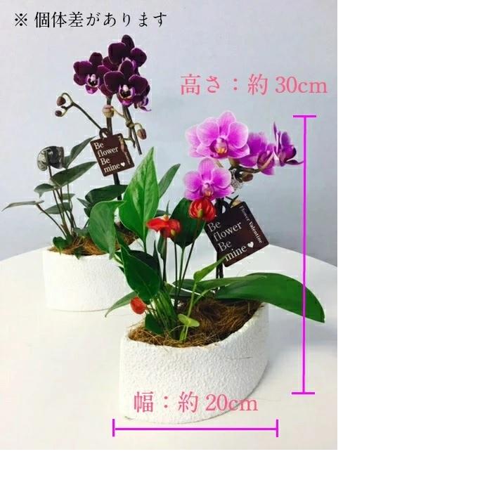 アンスリウム マイクロ 胡蝶蘭 寄せ植え マウント鉢 4号 ピンク/花 鉢植え 花鉢 鉢花 小さめ プレゼント ギフト 贈り物 |  | 02