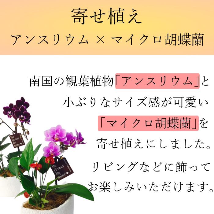 アンスリウム マイクロ 胡蝶蘭 寄せ植え マウント鉢 4号 ピンク/花 鉢植え 花鉢 鉢花 小さめ プレゼント ギフト 贈り物 |  | 03