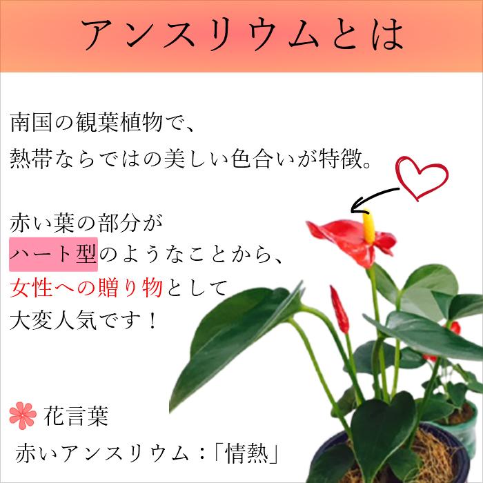 アンスリウム マイクロ 胡蝶蘭 寄せ植え マウント鉢 4号 ピンク/花 鉢植え 花鉢 鉢花 小さめ プレゼント ギフト 贈り物 |  | 04