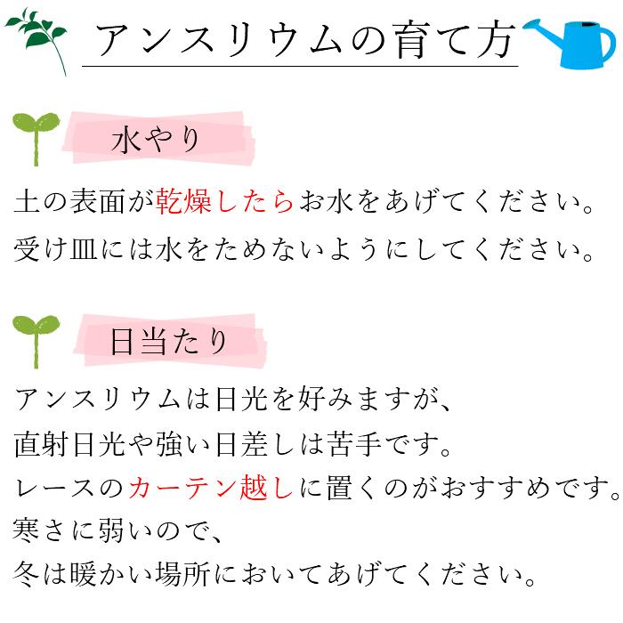 アンスリウム マイクロ 胡蝶蘭 寄せ植え マウント鉢 4号 ピンク/花 鉢植え 花鉢 鉢花 小さめ プレゼント ギフト 贈り物 |  | 05