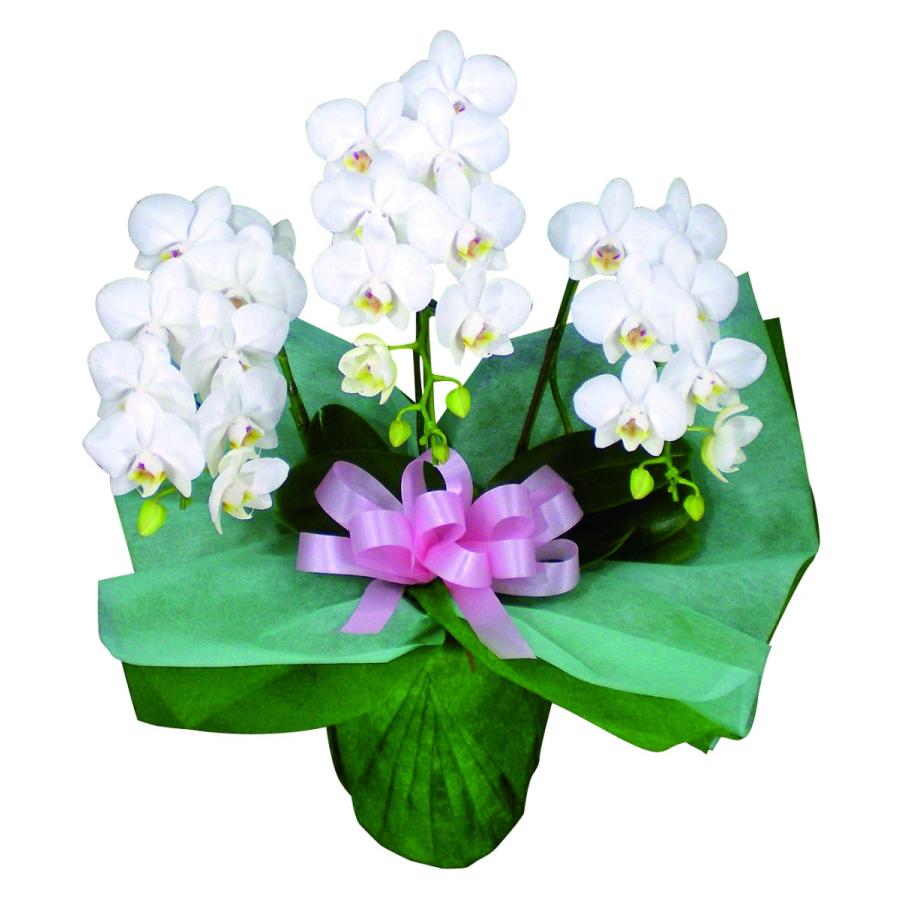 ミディ 胡蝶蘭 3本立 白 プレゼント ギフト 贈り物 【 敬老の日 祖父 祖母 】 | 