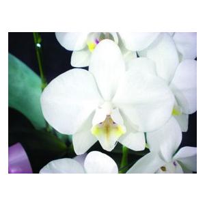 ミディ 胡蝶蘭 3本立 白 プレゼント ギフト 贈り物 【 敬老の日 祖父 祖母 】 |  | 02