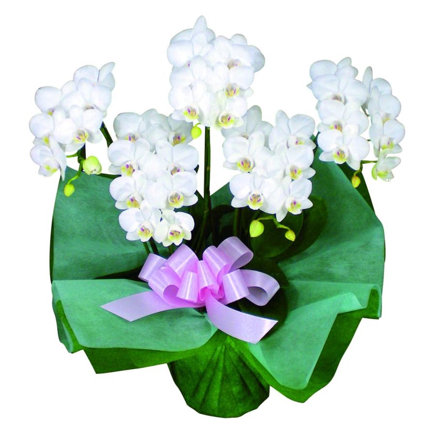 ミディ 胡蝶蘭 5本立 白 プレゼント ギフト 贈り物 【 敬老の日 祖父 祖母 】 | 