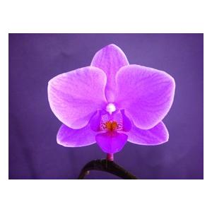 ミディ 胡蝶蘭 5本立 白 プレゼント ギフト 贈り物 【 敬老の日 祖父 祖母 】 |  | 02