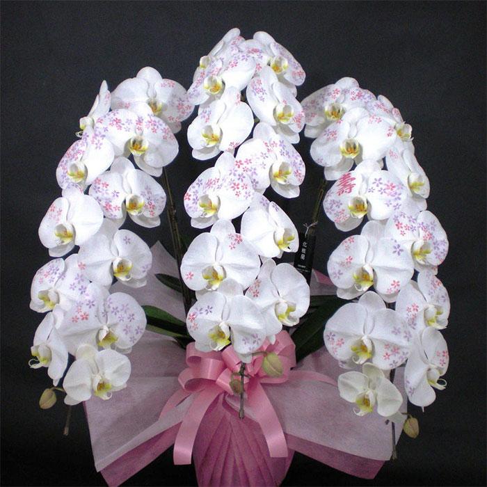 化粧蘭 胡蝶蘭 3本立 春夏秋冬 絵柄 プレゼント ギフト 贈り物 【 敬老の日 祖父 祖母 】 |  | 01