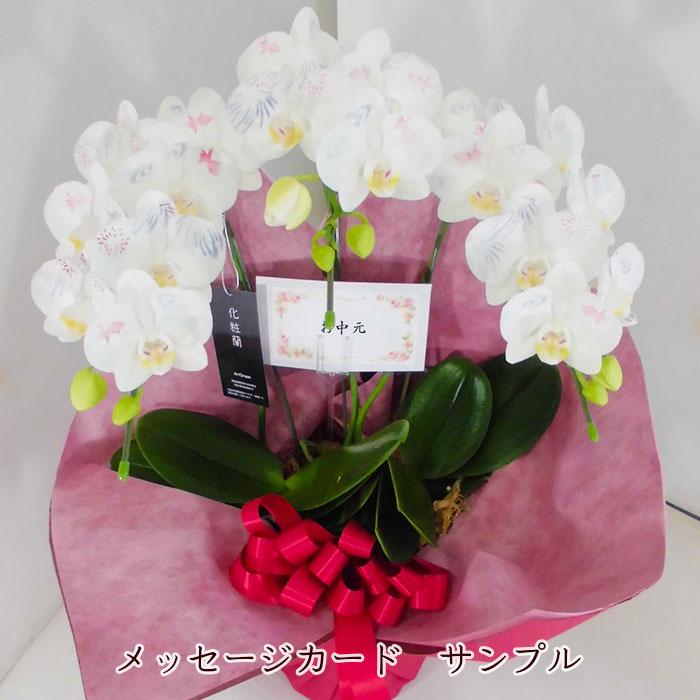 化粧蘭 胡蝶蘭 3本立 春夏秋冬 絵柄 プレゼント ギフト 贈り物 【 敬老の日 祖父 祖母 】 |  | 05