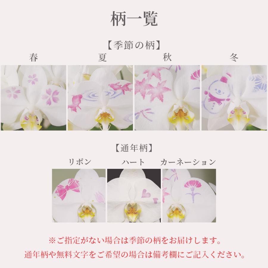 化粧蘭 胡蝶蘭 5本立 春夏秋冬 絵柄 プレゼント ギフト 贈り物 【 敬老の日 祖父 祖母 】 |  | 02