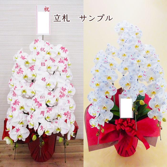 化粧蘭 胡蝶蘭 5本立 春夏秋冬 絵柄 プレゼント ギフト 贈り物 【 敬老の日 祖父 祖母 】 |  | 05