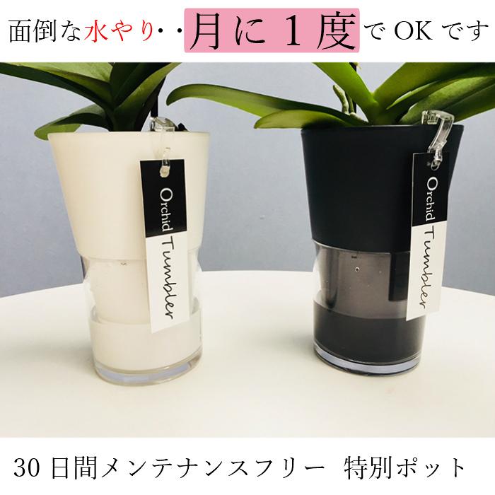 ミディ 胡蝶蘭 1本立 タンブラーポットスリム 3号 ピンク プレゼント ギフト 贈り物 【 敬老の日 祖父 祖母 】 |  | 10