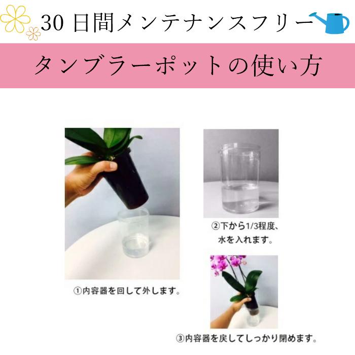 ミディ 胡蝶蘭 1本立 タンブラーポットスリム 3号 ピンク プレゼント ギフト 贈り物 【 敬老の日 祖父 祖母 】 |  | 11