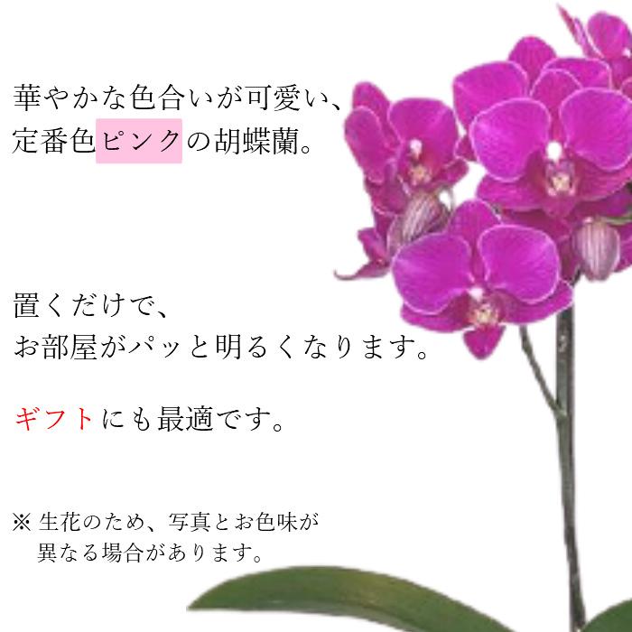ミディ 胡蝶蘭 1本立 タンブラーポットスリム 3号 ピンク プレゼント ギフト 贈り物 【 敬老の日 祖父 祖母 】 |  | 03