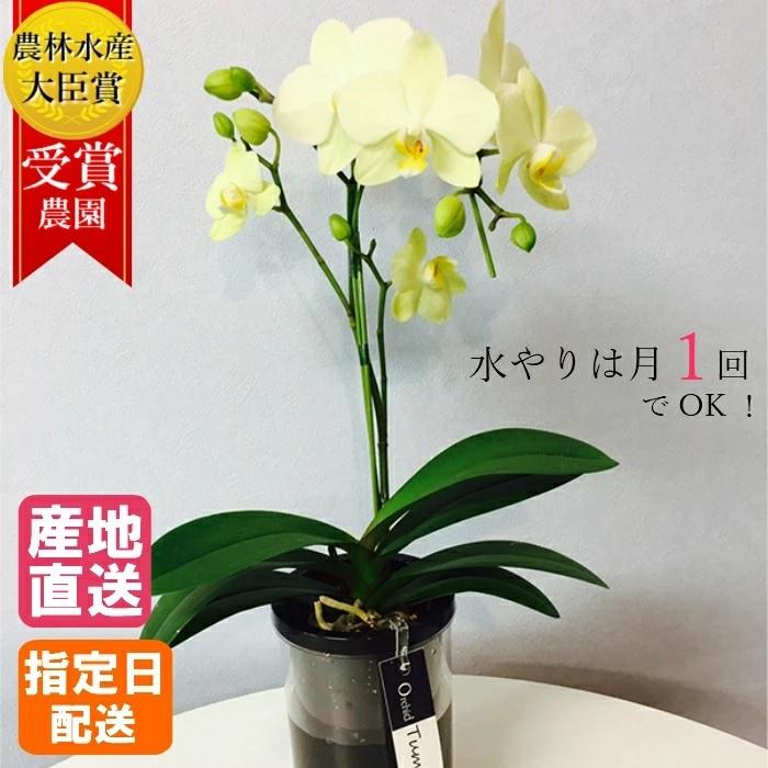 ミディ 胡蝶蘭 1本立 4号 タンブラーポット イエロー 花 鉢植え 胡蝶蘭 花鉢 鉢花 プレゼント ギフト 贈り物 【 敬老の日 祖父 祖母 】 | 