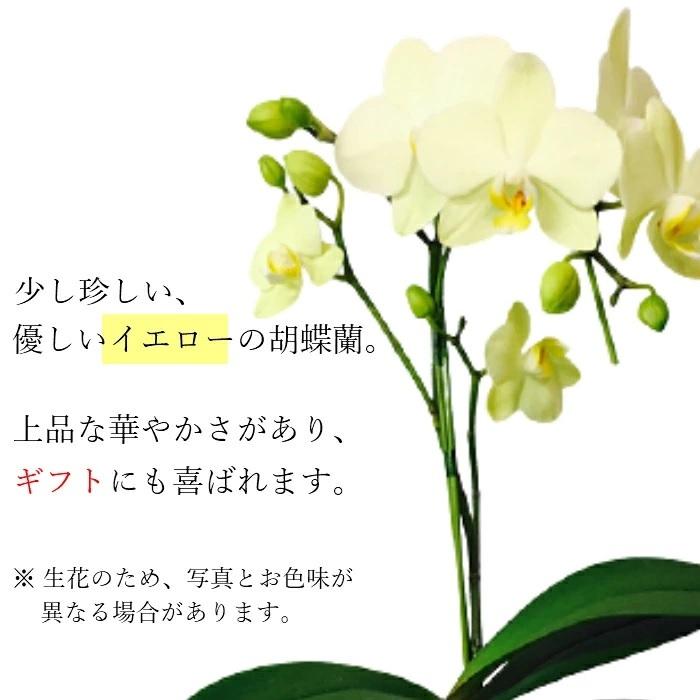 ミディ 胡蝶蘭 1本立 4号 タンブラーポット イエロー 花 鉢植え 胡蝶蘭 花鉢 鉢花 プレゼント ギフト 贈り物 【 敬老の日 祖父 祖母 】 |  | 01