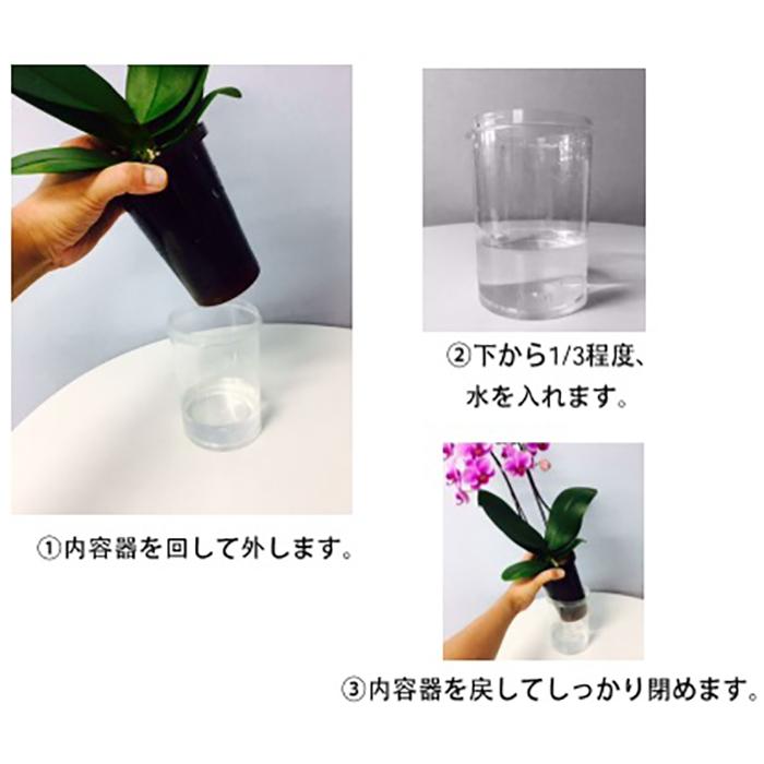 ミディ 胡蝶蘭 1本立 4号 タンブラーポット イエロー 花 鉢植え 胡蝶蘭 花鉢 鉢花 プレゼント ギフト 贈り物 【 敬老の日 祖父 祖母 】 |  | 02