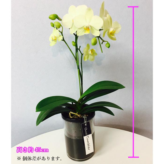 ミディ 胡蝶蘭 1本立 4号 タンブラーポット イエロー 花 鉢植え 胡蝶蘭 花鉢 鉢花 プレゼント ギフト 贈り物 【 敬老の日 祖父 祖母 】 |  | 03