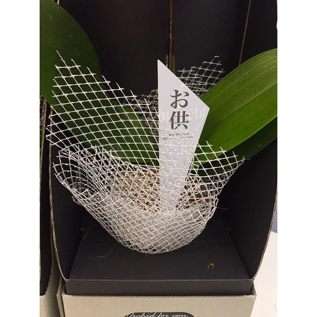 お供え仕様 マイクロ 胡蝶蘭 1本立 3号 2WAYギフトBOX入り ピンク プレゼント ギフト 贈り物 【 敬老の日 祖父 祖母 】 |  | 01