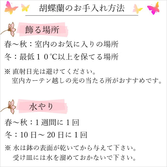 お供え仕様 マイクロ 胡蝶蘭 1本立 3号 2WAYギフトBOX入り ピンク プレゼント ギフト 贈り物 【 敬老の日 祖父 祖母 】 |  | 12