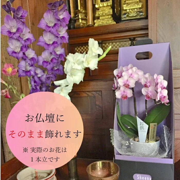 お供え仕様 マイクロ 胡蝶蘭 1本立 3号 2WAYギフトBOX入り ピンク プレゼント ギフト 贈り物 【 敬老の日 祖父 祖母 】 |  | 04
