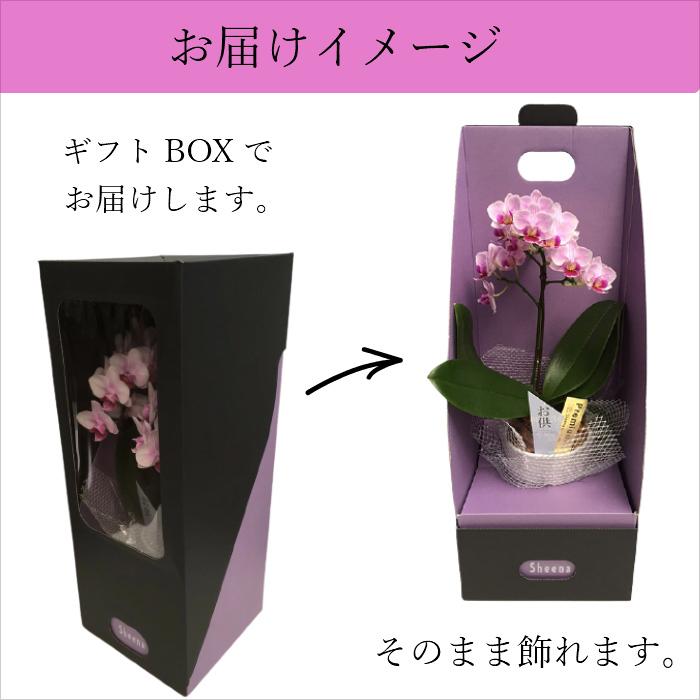 お供え仕様 マイクロ 胡蝶蘭 1本立 3号 2WAYギフトBOX入り ピンク プレゼント ギフト 贈り物 【 敬老の日 祖父 祖母 】 |  | 05