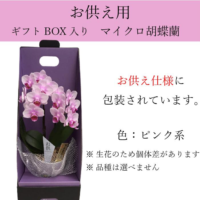 お供え仕様 マイクロ 胡蝶蘭 2本立 3号 ピンク 2WAYギフトBOX入り プレゼント ギフト 贈り物 【 敬老の日 祖父 祖母 】 |  | 01