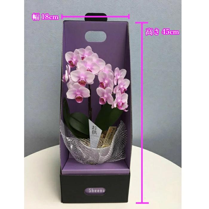 お供え仕様 マイクロ 胡蝶蘭 2本立 3号 ピンク 2WAYギフトBOX入り プレゼント ギフト 贈り物 【 敬老の日 祖父 祖母 】 |  | 02