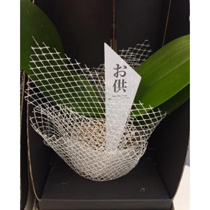 お供え仕様 マイクロ 胡蝶蘭 2本立 3号 ピンク 2WAYギフトBOX入り プレゼント ギフト 贈り物 【 敬老の日 祖父 祖母 】 |  | 03