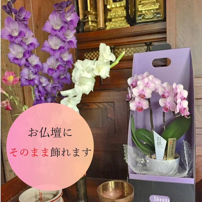 お供え仕様 マイクロ 胡蝶蘭 2本立 3号 ピンク 2WAYギフトBOX入り プレゼント ギフト 贈り物 【 敬老の日 祖父 祖母 】 |  | 04