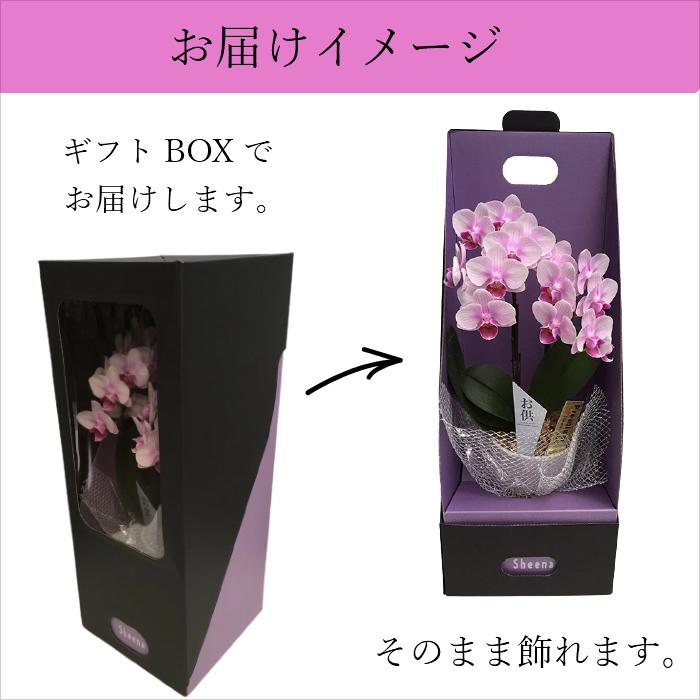 お供え仕様 マイクロ 胡蝶蘭 2本立 3号 ピンク 2WAYギフトBOX入り プレゼント ギフト 贈り物 【 敬老の日 祖父 祖母 】 |  | 05