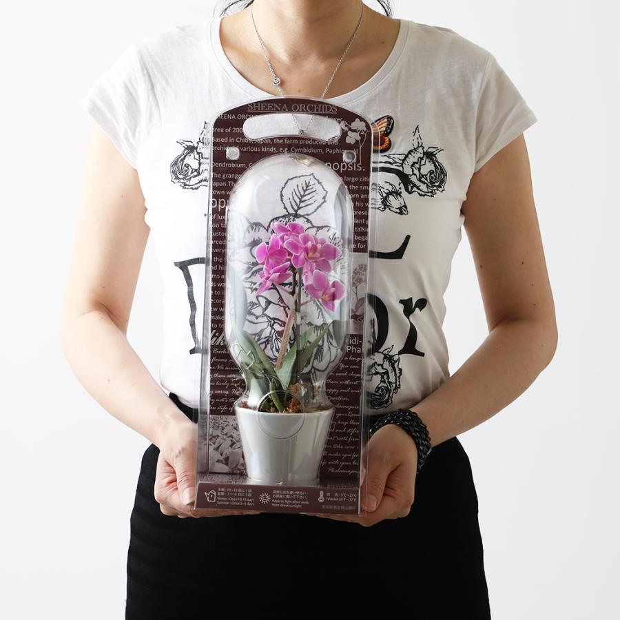 マイクロ 胡蝶蘭 1本立 2．5号 ピンク カプセル入り プレゼント ギフト 贈り物 |  | 16