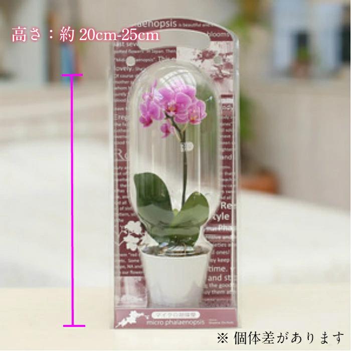 マイクロ 胡蝶蘭 1本立 2．5号 ピンク カプセル入り プレゼント ギフト 贈り物 |  | 02