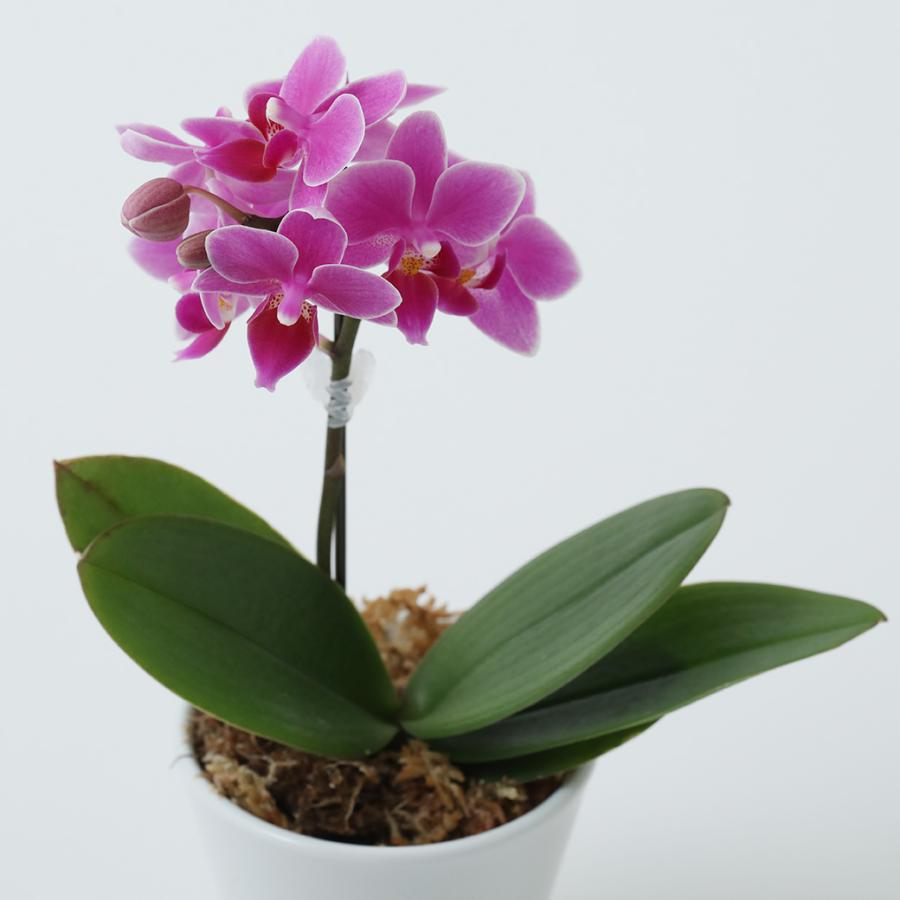 マイクロ 胡蝶蘭 1本立 2．5号 ピンク カプセル入り プレゼント ギフト 贈り物 |  | 03