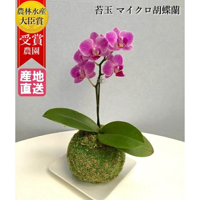苔玉 マイクロ 胡蝶蘭 1本立 3号 ピンク ミニ胡蝶蘭 プレゼント ギフト 贈り物 【 敬老の日 祖父 祖母 】 | 