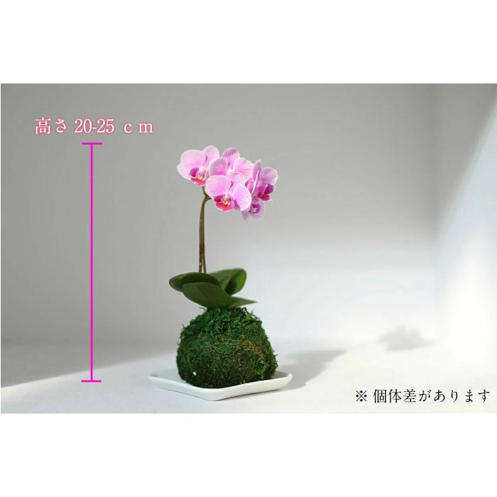 苔玉 マイクロ 胡蝶蘭 1本立 3号 ピンク ミニ胡蝶蘭 プレゼント ギフト 贈り物 【 敬老の日 祖父 祖母 】 |  | 01