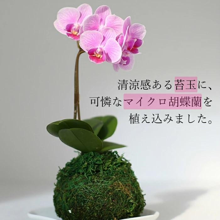 苔玉 マイクロ 胡蝶蘭 1本立 3号 ピンク ミニ胡蝶蘭 プレゼント ギフト 贈り物 【 敬老の日 祖父 祖母 】 |  | 02