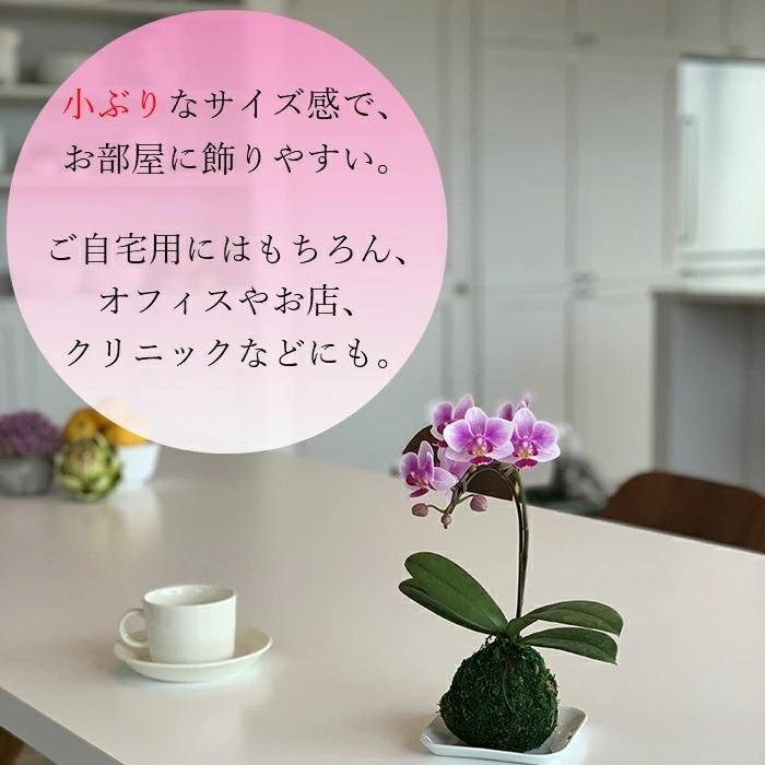 苔玉 マイクロ 胡蝶蘭 1本立 3号 ピンク ミニ胡蝶蘭 プレゼント ギフト 贈り物 【 敬老の日 祖父 祖母 】 |  | 03