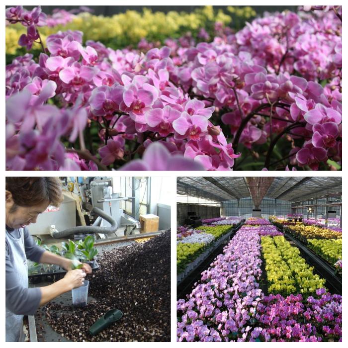 リンリン ランラン 寄せ植え 4 5号 2本立 花 鉢植え ギフト プレゼント 胡蝶蘭 花鉢 鉢花 小さめ 小さい お供え 送料無料 配送日指定 Hm133 Hanamarche 通販 Yahoo ショッピング