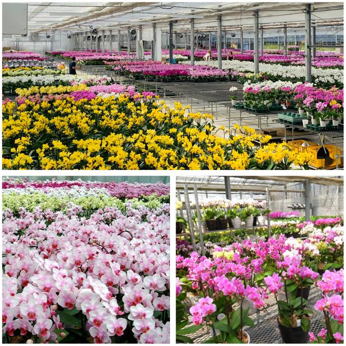 リンリン ランラン 寄せ植え 胡蝶蘭 4.5号 2本立 花 鉢植え 花鉢 鉢花 小さめ 小さい お供え プレゼント ギフト 贈り物 【 敬老の日 祖父 祖母 】 |  | 11