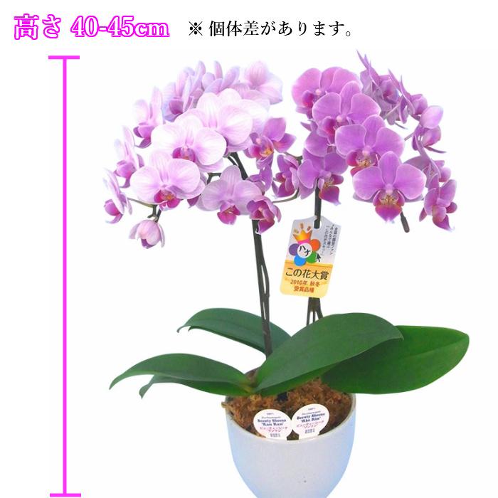 リンリン ランラン 寄せ植え 胡蝶蘭 4.5号 2本立 花 鉢植え 花鉢 鉢花 小さめ 小さい お供え プレゼント ギフト 贈り物 【 敬老の日 祖父 祖母 】 |  | 02