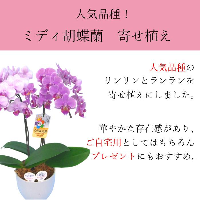リンリン ランラン 寄せ植え 胡蝶蘭 4 5号 2本立 花 鉢植え 花鉢 鉢花 小さめ 小さい お供え プレゼント ギフト 贈り物 敬老の日 祖父 祖母 Hm133 Tokyo Small Gift 通販 Yahoo ショッピング