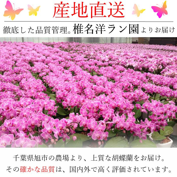 リンリン ランラン 寄せ植え 胡蝶蘭 4.5号 2本立 花 鉢植え 花鉢 鉢花 小さめ 小さい お供え プレゼント ギフト 贈り物 【 敬老の日 祖父 祖母 】 |  | 05