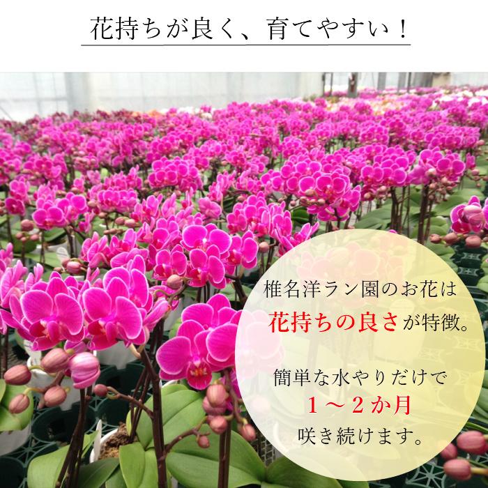 リンリン ランラン 寄せ植え 胡蝶蘭 4.5号 2本立 花 鉢植え 花鉢 鉢花 小さめ 小さい お供え プレゼント ギフト 贈り物 【 敬老の日 祖父 祖母 】 |  | 07